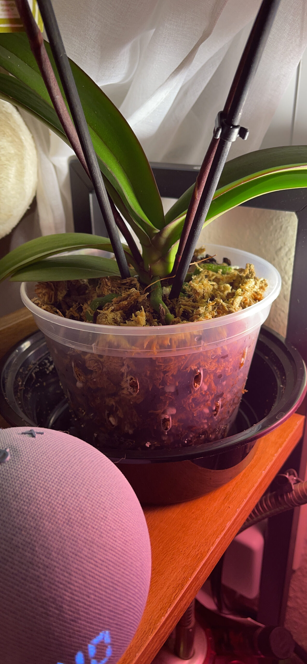 Orchid Pots with Holes Cymbidium Phalaenopsis Orchid Pot Indoor Clear Plastic Vanda Plant Pots Set (5.5 inch) 140 mm customer photo 2