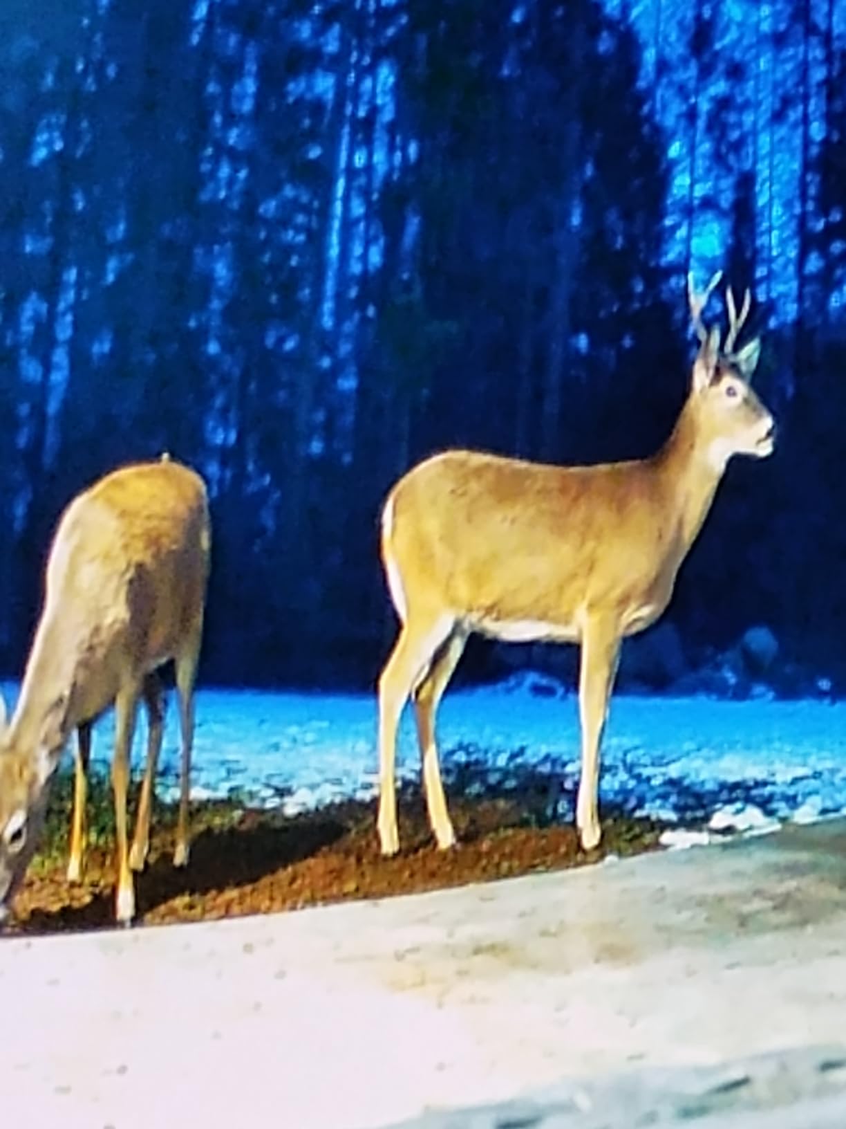 Purina AntlerMax Deer Feed WaterShield Climate Guard 20 | 50 Pound (50 LB) Bag customer photo 1