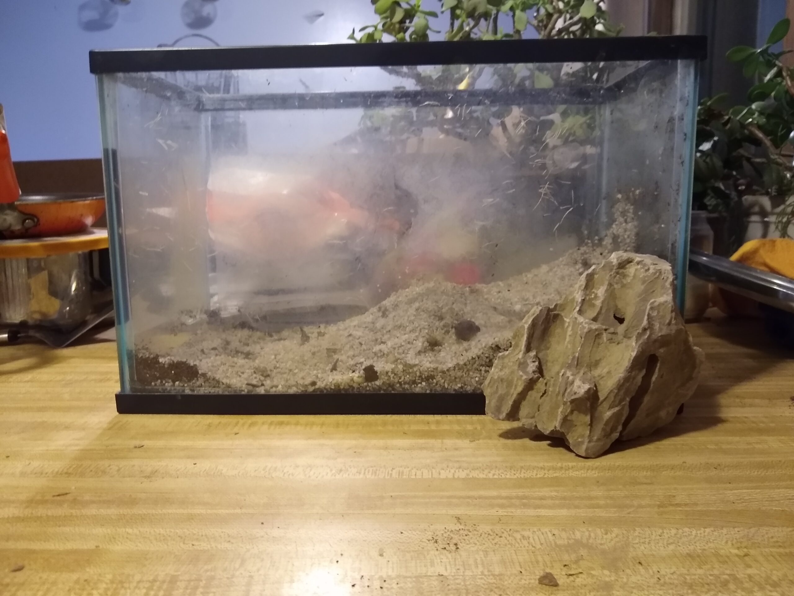 Aquarium Ohko Dragon Stone Rock Mixed Sizes customer photo 1