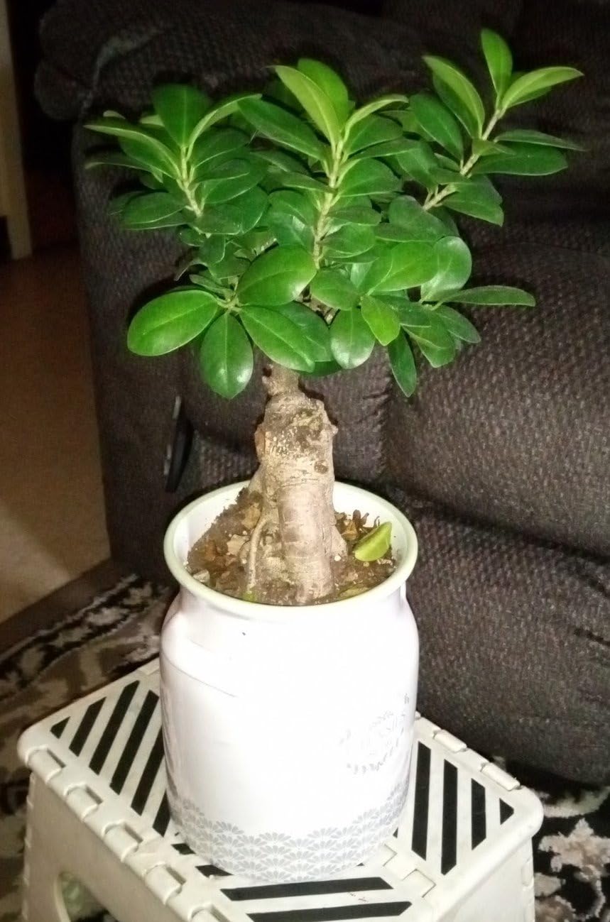 Brussel's Bonsai Live Gensing Grafted Ficus Indoor Bonsai Tree - 4 Years Old 6