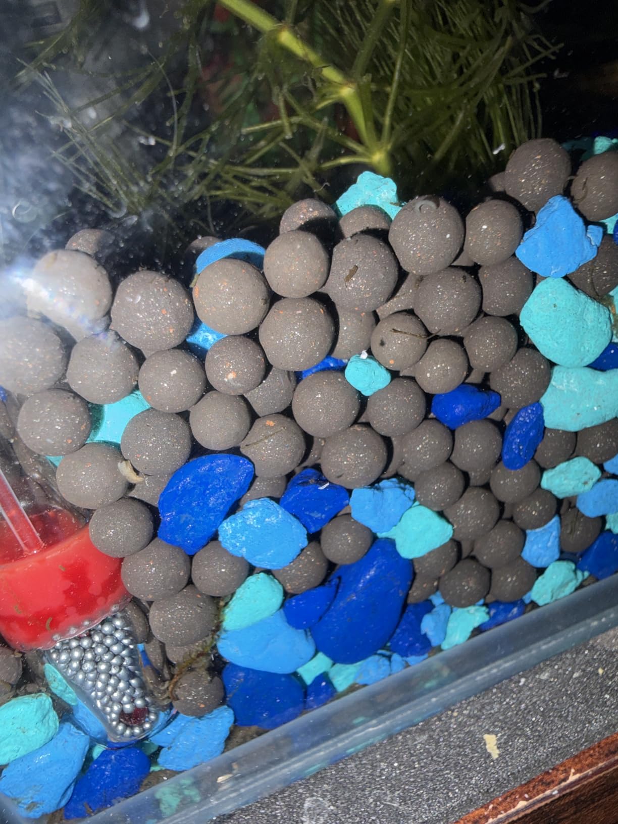 Aqueon Plant and Shrimp Aquarium Substrate, Aqua Soil for Fish Tanks, 5 Pounds customer photo 2