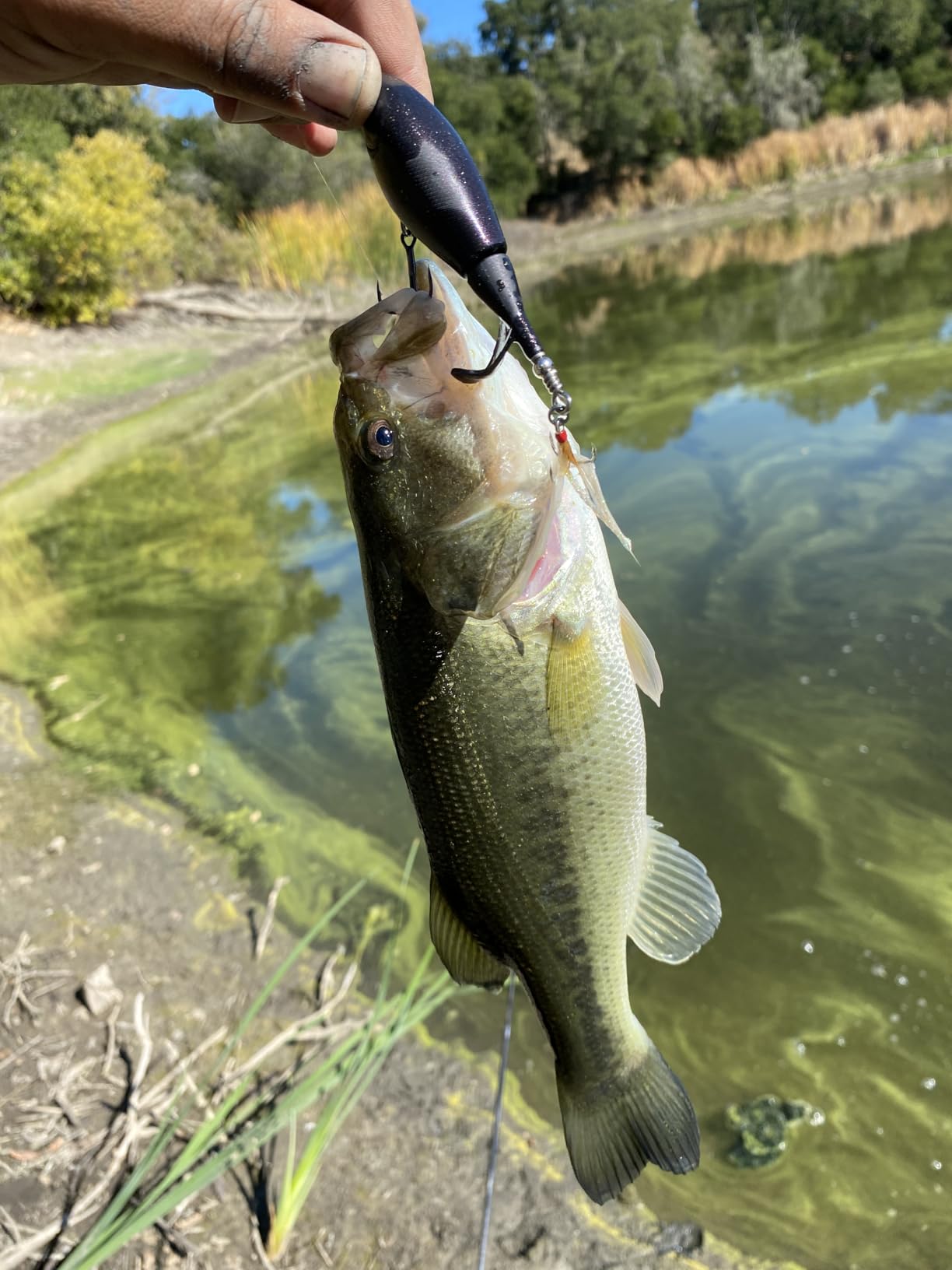 Berkley Choppo Topwater Fishing Lure, Bone, Size 120, Cupped Propeller Tail for Balance of Sound and Spray customer photo 1