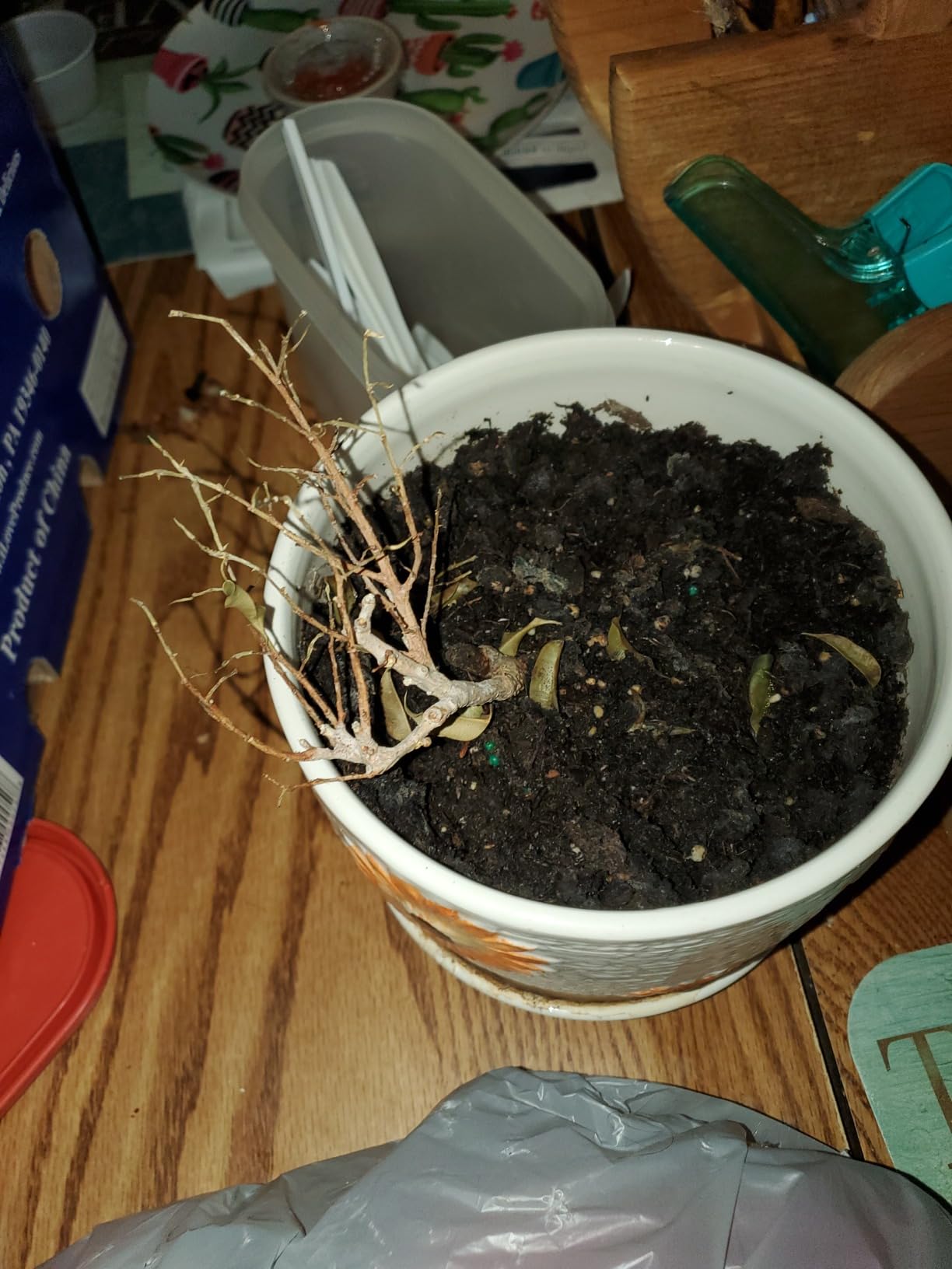 Too Little Weeping Fig - Ficus benjamina - 4