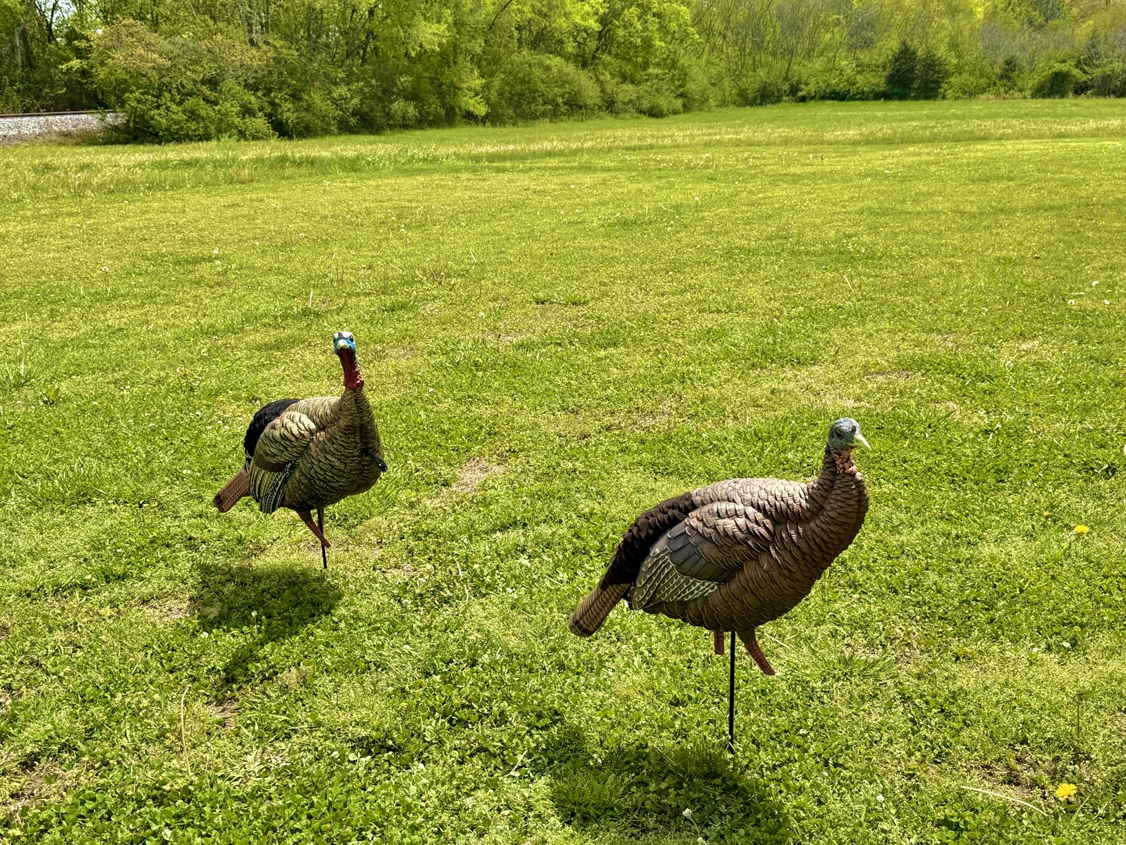 Avian-X HDR Jake Turkey Decoy | Rugged Durable Realistic Lifelike Quarter-Strut Body Standing Hunting Decoy with 2 Removable Heads, Mounting Stake & Carry Bag customer photo 2