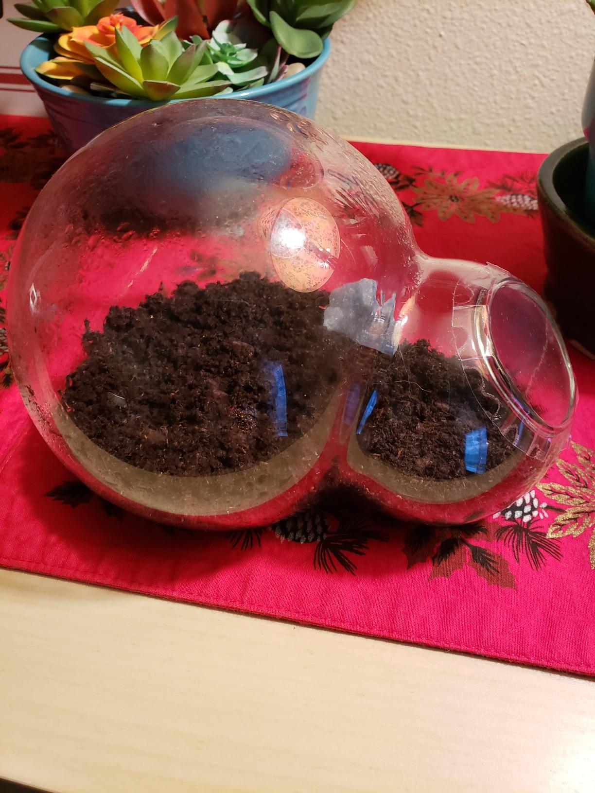 Grow Your Own Venus Fly Trap, Kids Garden Glass Terrarium Starting Kit to Sprout Flytrap and Sundew Plants, Includes Seed and Complete Terrarium Supplies for The Plant to Thrive customer photo 1
