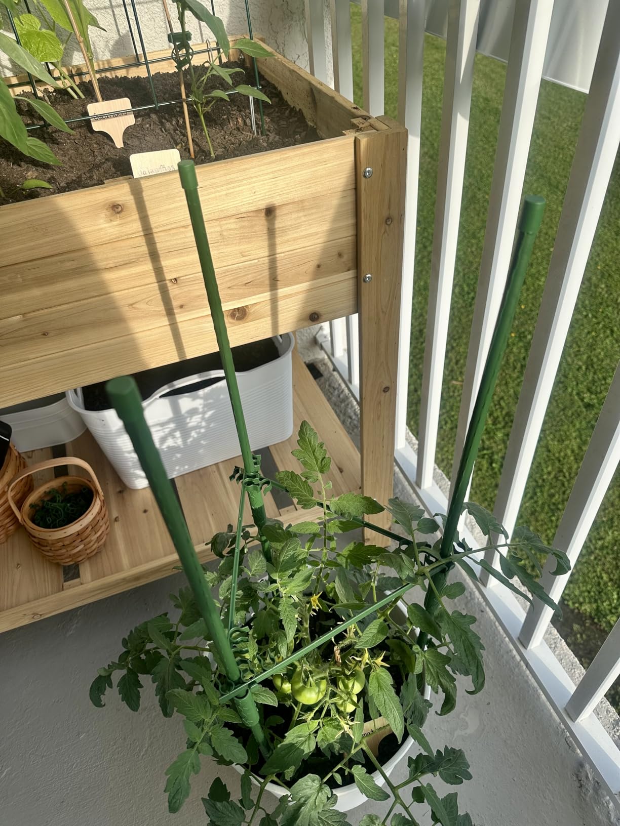 K-Brands Tomato Cage - Tomatoes Plant Stakes Support Cages Trellis for Garden and Pots (3 Pack - Extra Tall Upto 68 inches) customer photo 2
