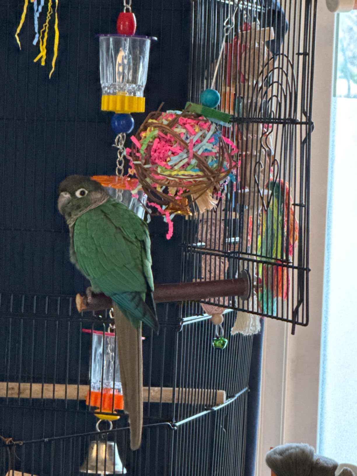EBaokuup 2 Pack Bird Chewing Toys Foraging Shredder Parrot Cage Shredder Hanging Toy for Cockatiel Conure African Grey Amazon customer photo 2