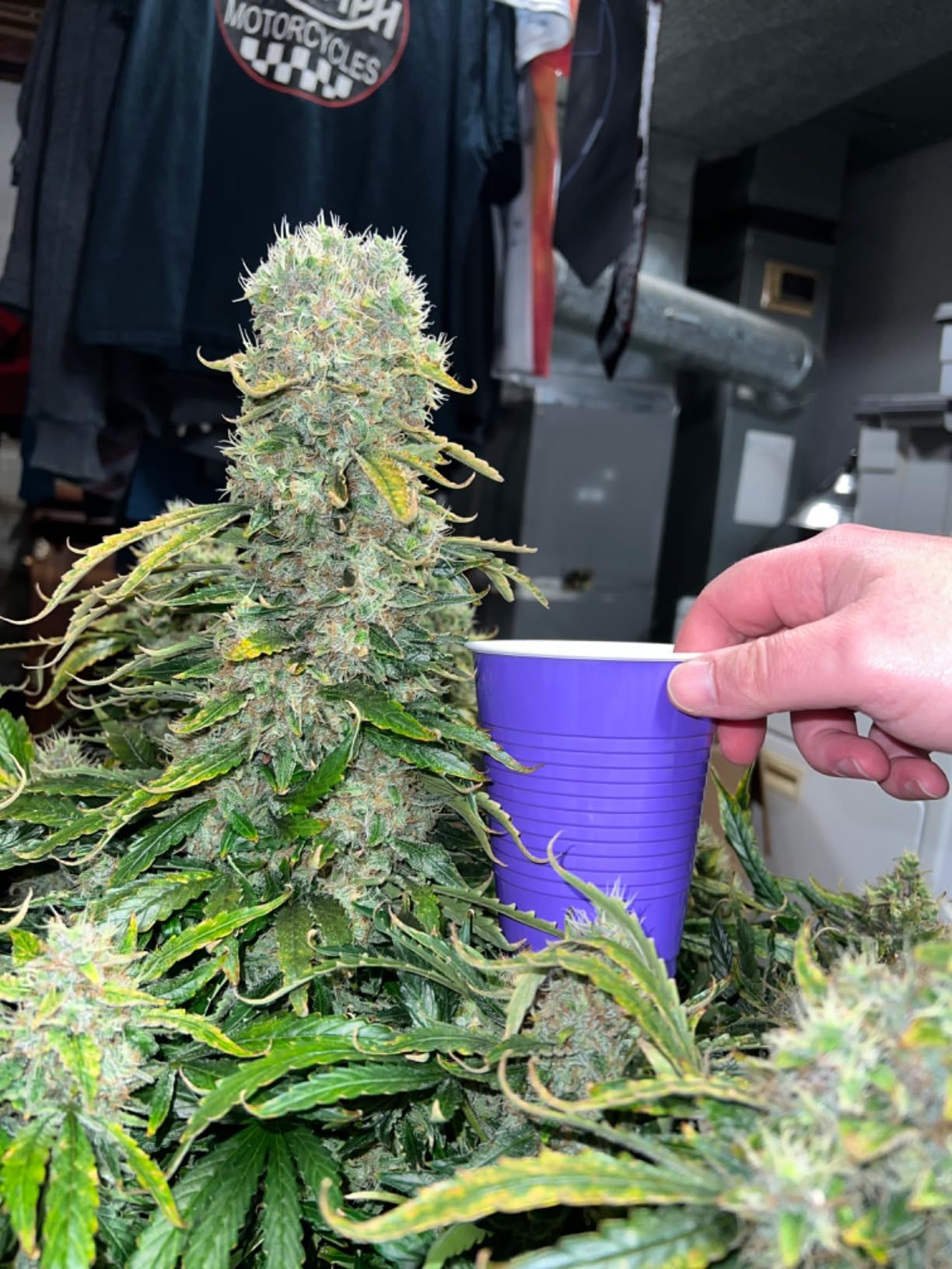 Advanced Nutrients Grow Micro Bloom pH Perfect Bundle Set Combo Base Nutrient 1L customer photo 2