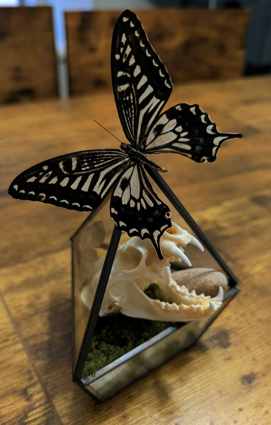 Mkono 4 Inches Mini Glass Geometric Terrarium Container Set of 3 Modern Tabletop Planter Shelves Decor Display Centerpiece for Succulent Miniature Fairy Garden Air Plant, Black (Plant Not Included) customer photo 1