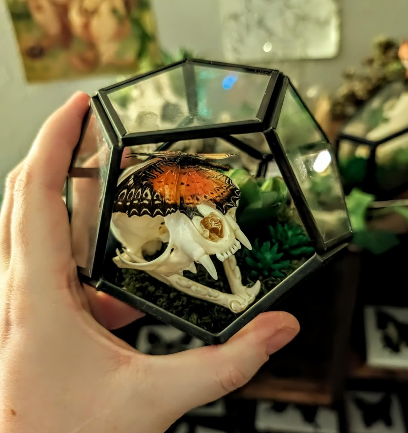 Mkono 4 Inches Mini Glass Geometric Terrarium Container Set of 3 Modern Tabletop Planter Shelves Decor Display Centerpiece for Succulent Miniature Fairy Garden Air Plant, Black (Plant Not Included) customer photo 2