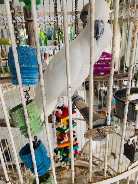 Deloky Bird Block Knots Tearing Toy- 19.7 inch Multicolored Natural Wooden Parrot Chewing Toy Suggested for Macaws cokatoos, African Grey and a Variety of Amazon Parrots. (Large Size) customer photo 1
