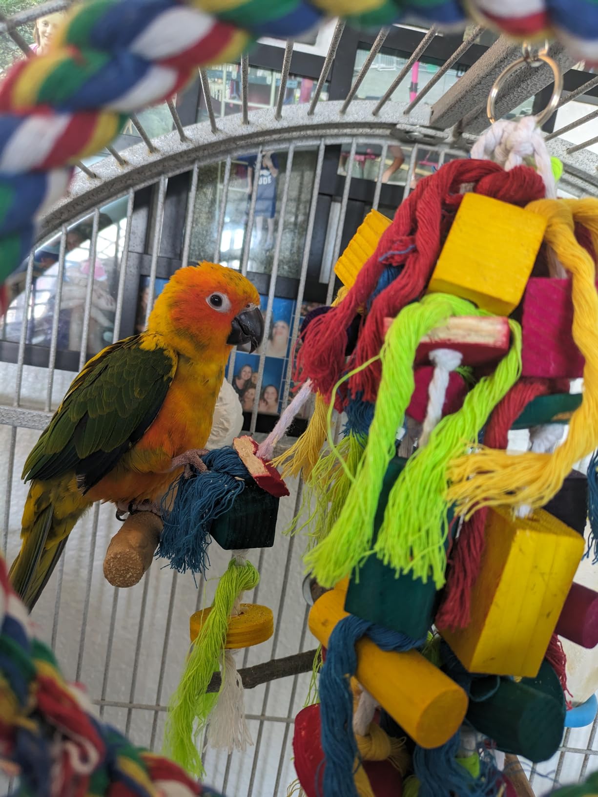 Rypet Large and Small Parrot Chewing Toys Parrot Cage Bite Toy Wooden Block Tearing Toys for Conures Cockatiels African Grey and Other Amazon Parrots customer photo 2