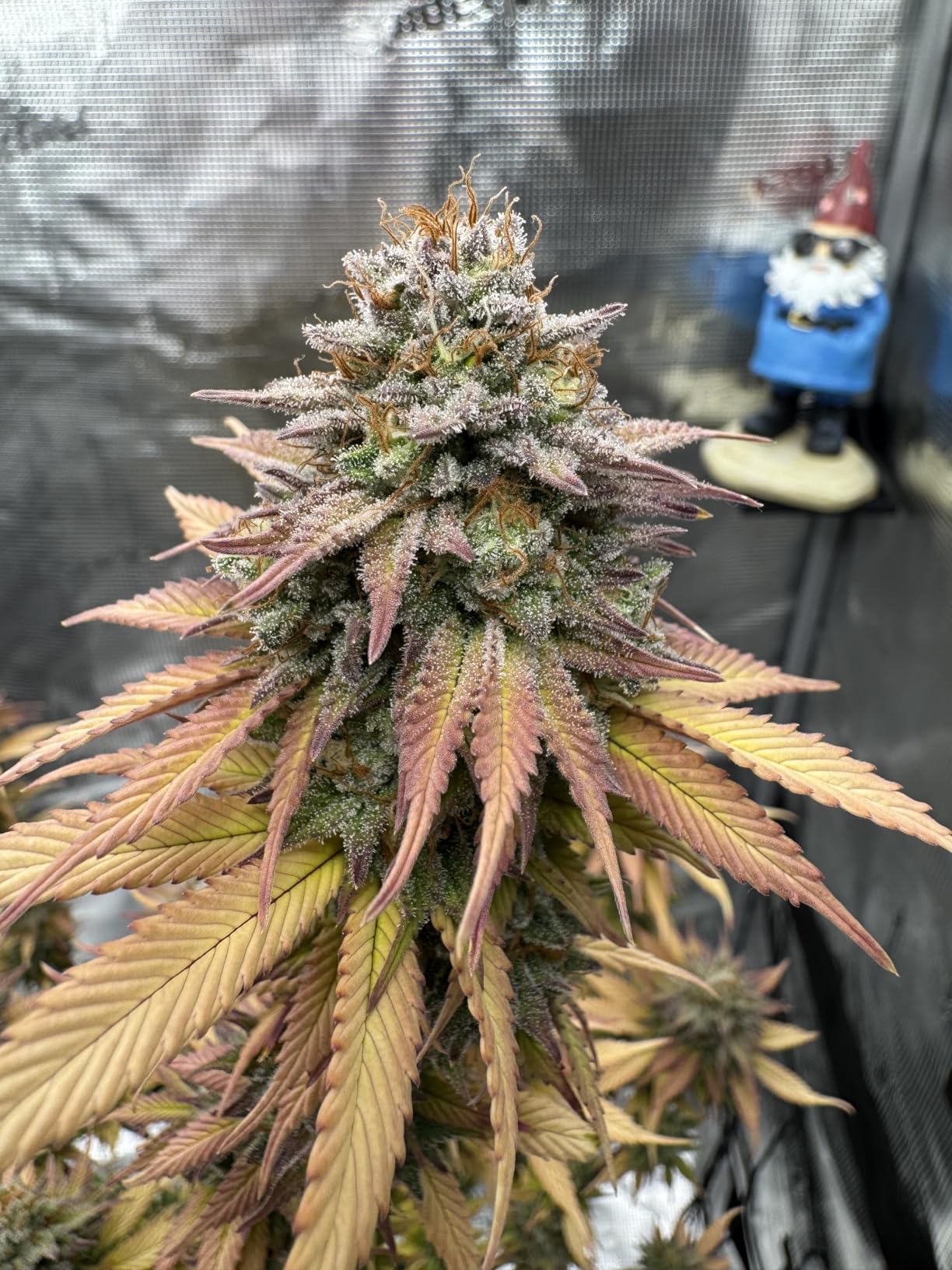 Spider Farmer 4x4 Grow Tent, 48