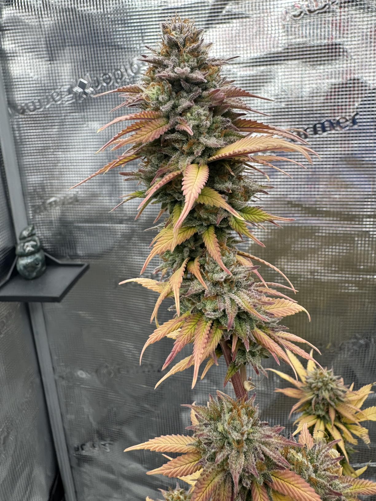 Spider Farmer 4x4 Grow Tent, 48