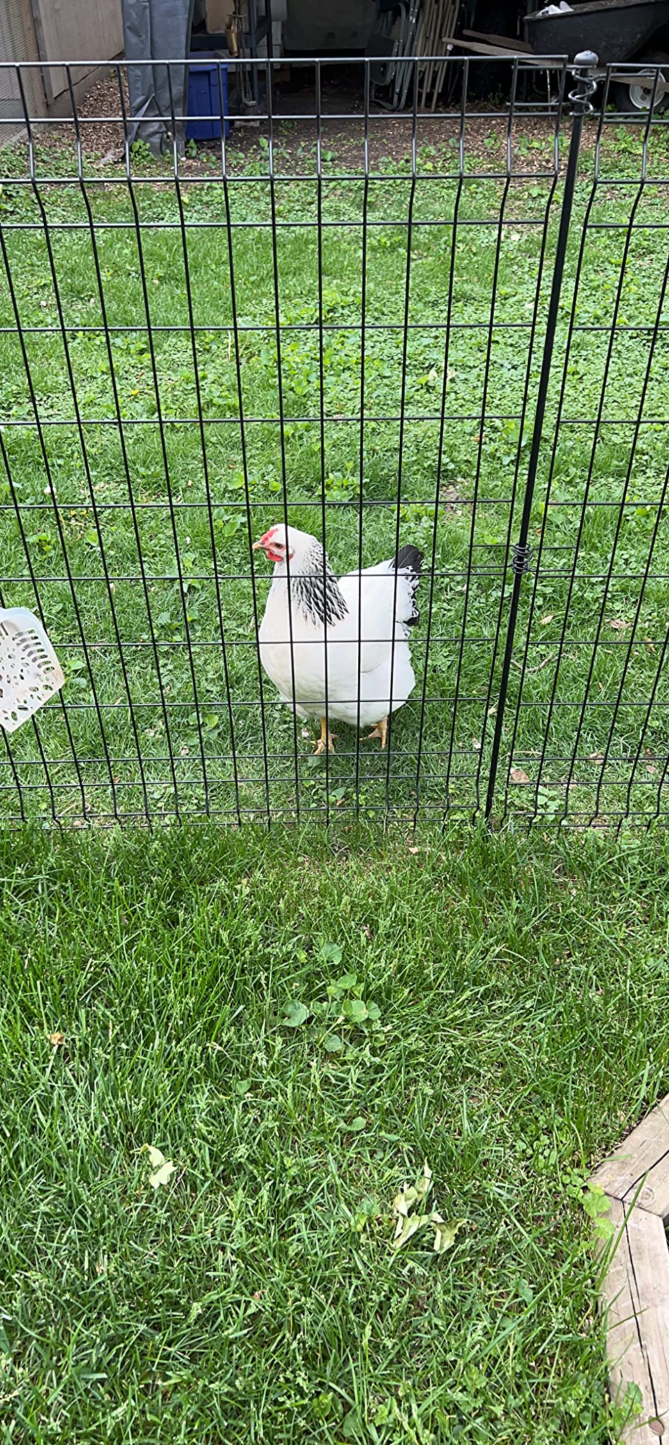 Mile Four Chicken Grit for Layer & Grower Chickens Age 8-20+ Weeks - 100% Natural Mineral Chicken Grit Quartzite, Poultry Grit, USA Mined, 4 lbs customer photo 2