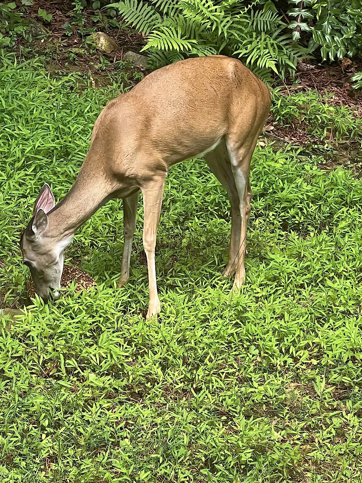 Antler King Apple Flavored Grainiac Block for Deer | 20 lb Block Year-Round Feed Supplement/Attractant with 16% Protein 5% Fat customer photo 2