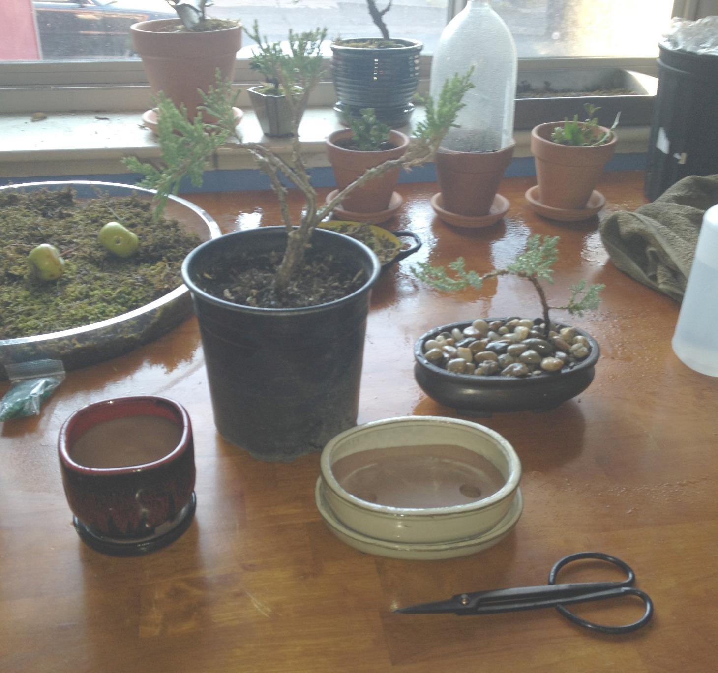 BambooMN Bonsai 8