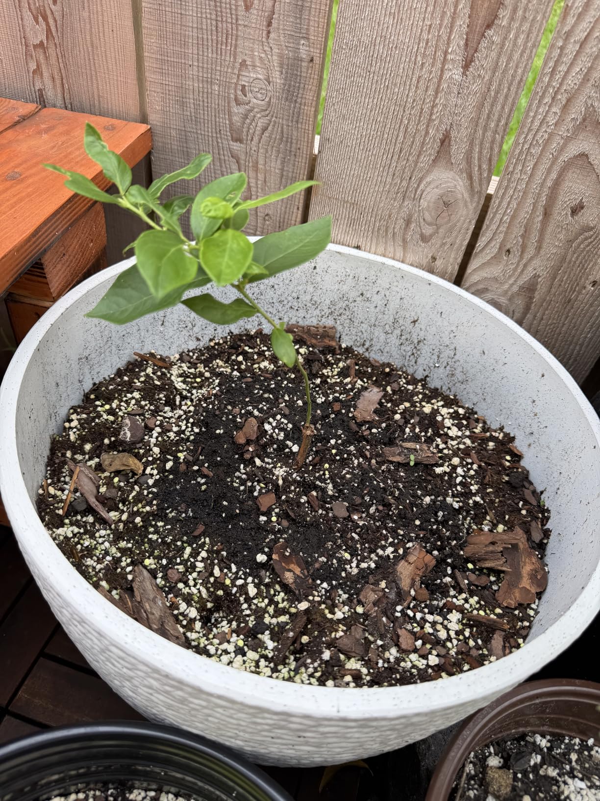 Miracle-Gro Sphagnum Peat Moss - Enriched with Plant Food, Add to Potting Mix and Native Soil, 8 qt. (2-Pack) customer photo 2