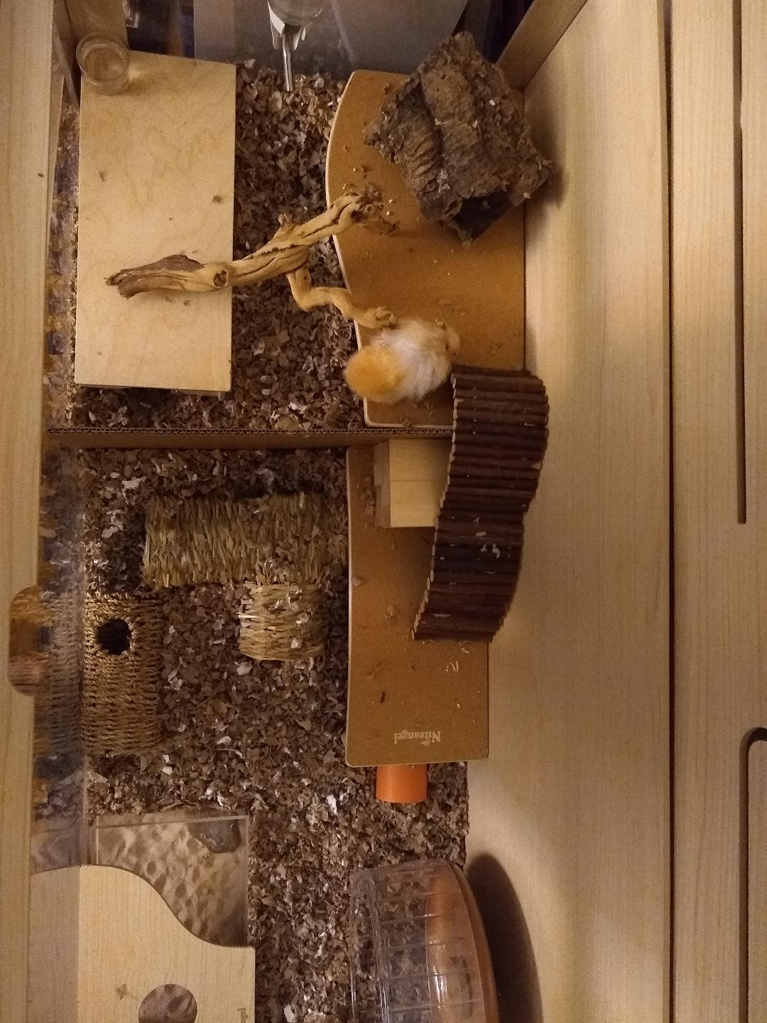Bigger World - MDF Aspen Terrarium for Hamster Gerbils Mice Lemming Degus or Other Small-Sized Pets (30 x 15 x 17.7 inches, Burlywood) customer photo 2