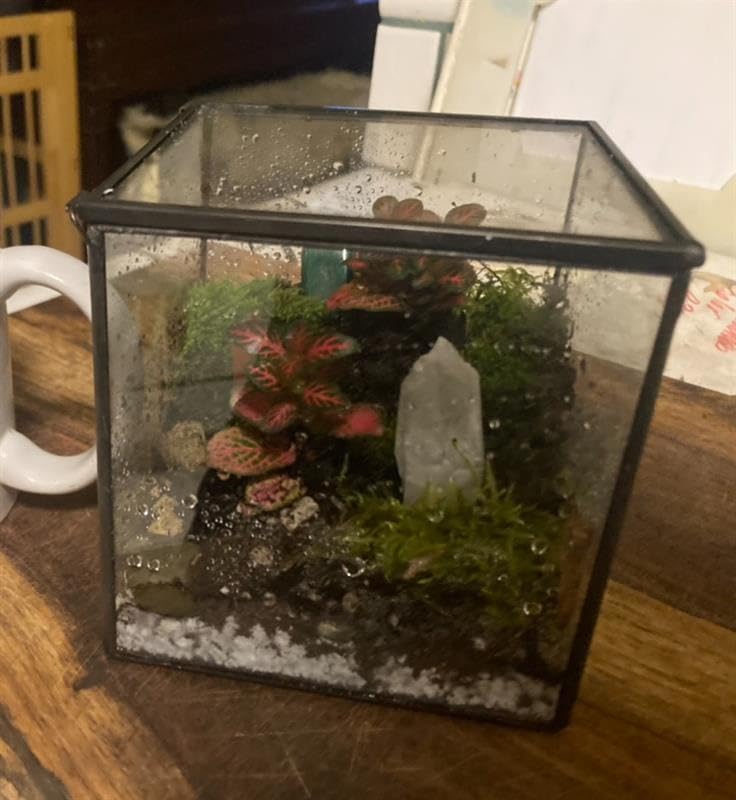 Geometric Glass Terrarium for Indoor Plants, Irregular Clear Planter, Black Opened Container Pot for Cacti, Succulents and Moss, Home Garden Office Tabletop Decor, 6.5x5.7x9.8'' No Door customer photo 2