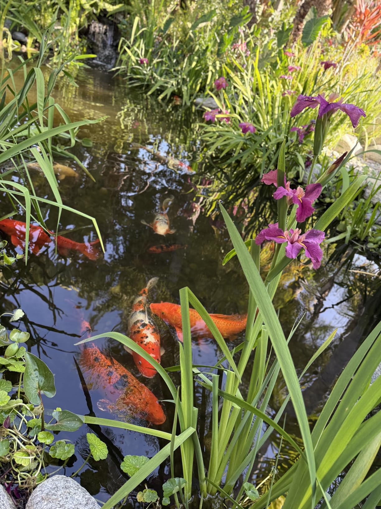 HALF OFF PONDS Show & Grow Koi Fish Food - 20 lb Floating Pellets, 5mm Size - Goldfish Food for Ponds - 35% Protein with Beta Carotene & Vitamins - Enhances Color Vibrancy & Body Definition customer photo 1