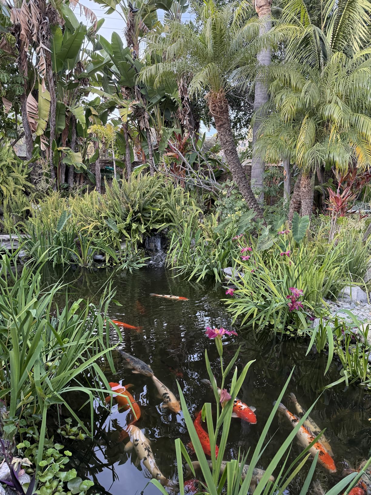 HALF OFF PONDS Show & Grow Koi Fish Food - 20 lb Floating Pellets, 5mm Size - Goldfish Food for Ponds - 35% Protein with Beta Carotene & Vitamins - Enhances Color Vibrancy & Body Definition customer photo 2