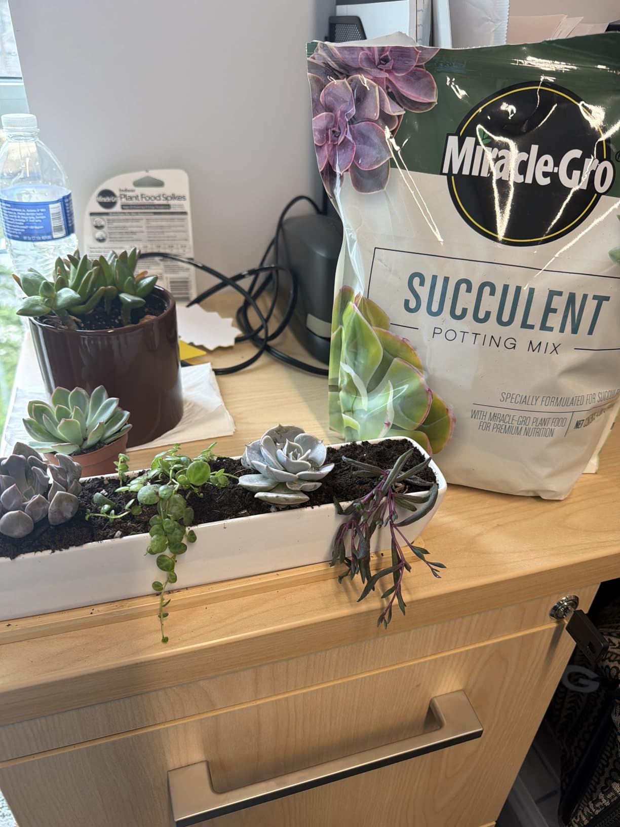 Miracle-Gro Succulent Potting Mix - Potting Soil Mix for Indoor Succulents, Aloe Vera and More, Made with Miracle-Gro Plant Food, 4 qt. customer photo 2