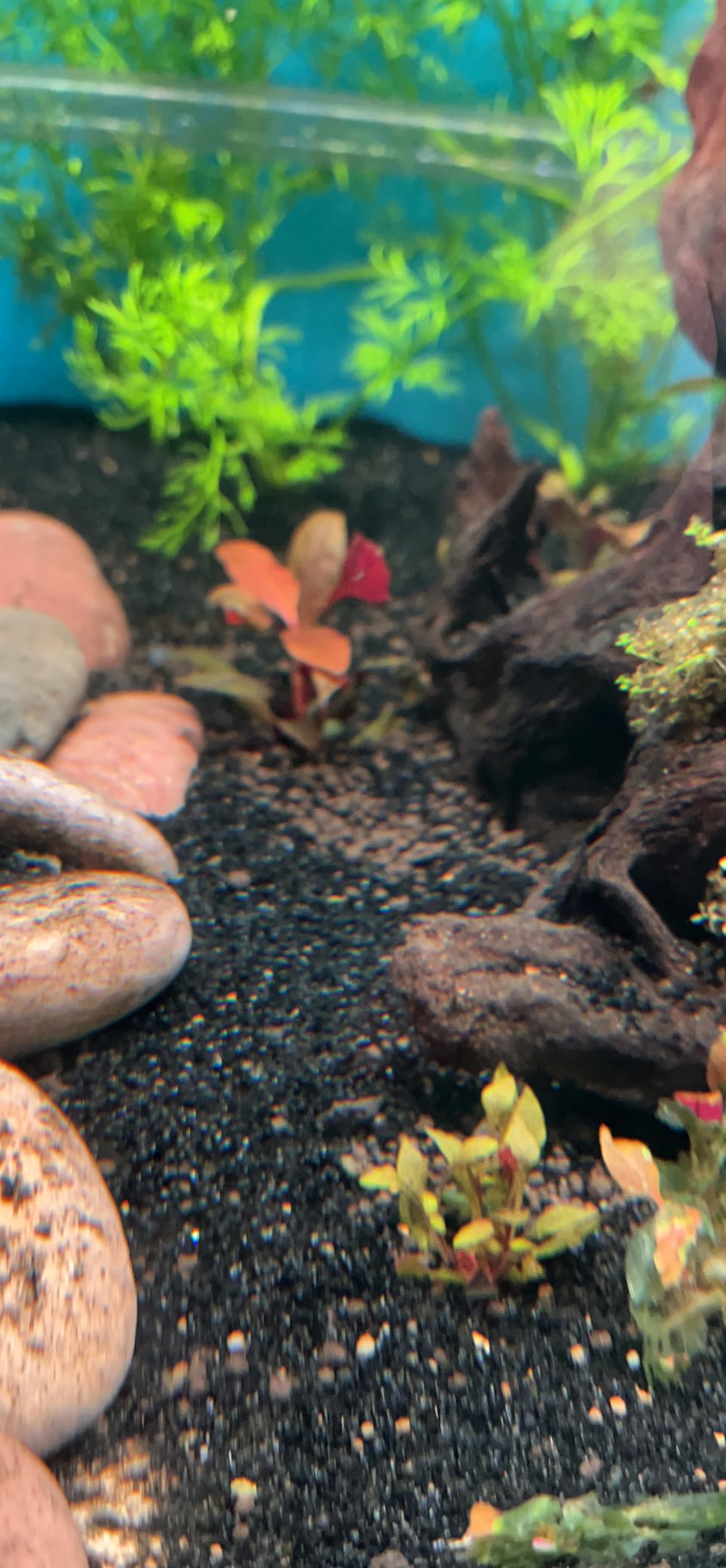 AQUARIO Neo Soil - Aquarium Soil for Freshwater Planted Tank, Volcanic Ash Substrate - Plants, 8L customer photo 1