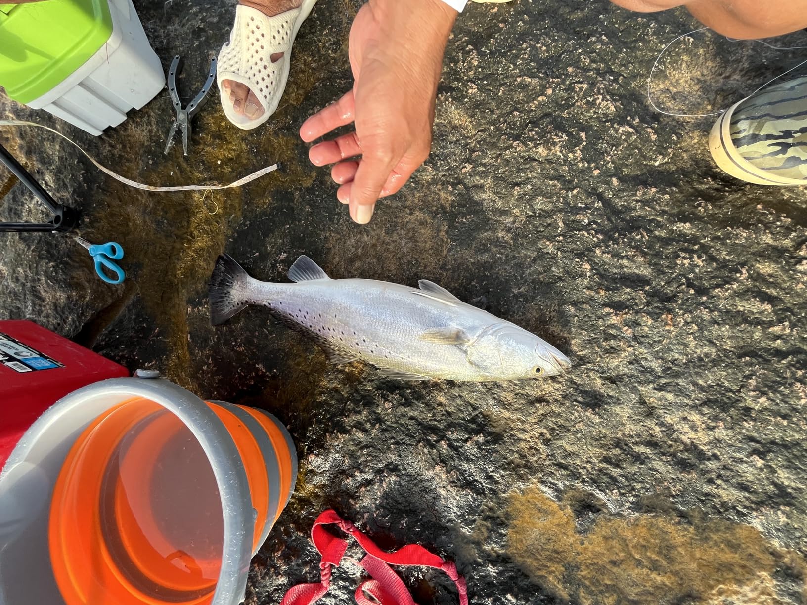 Seaguar Inshore 100% Fluorocarbon Fishing Leader For Shore & Flat Fishing, Multiple Sizes customer photo 1