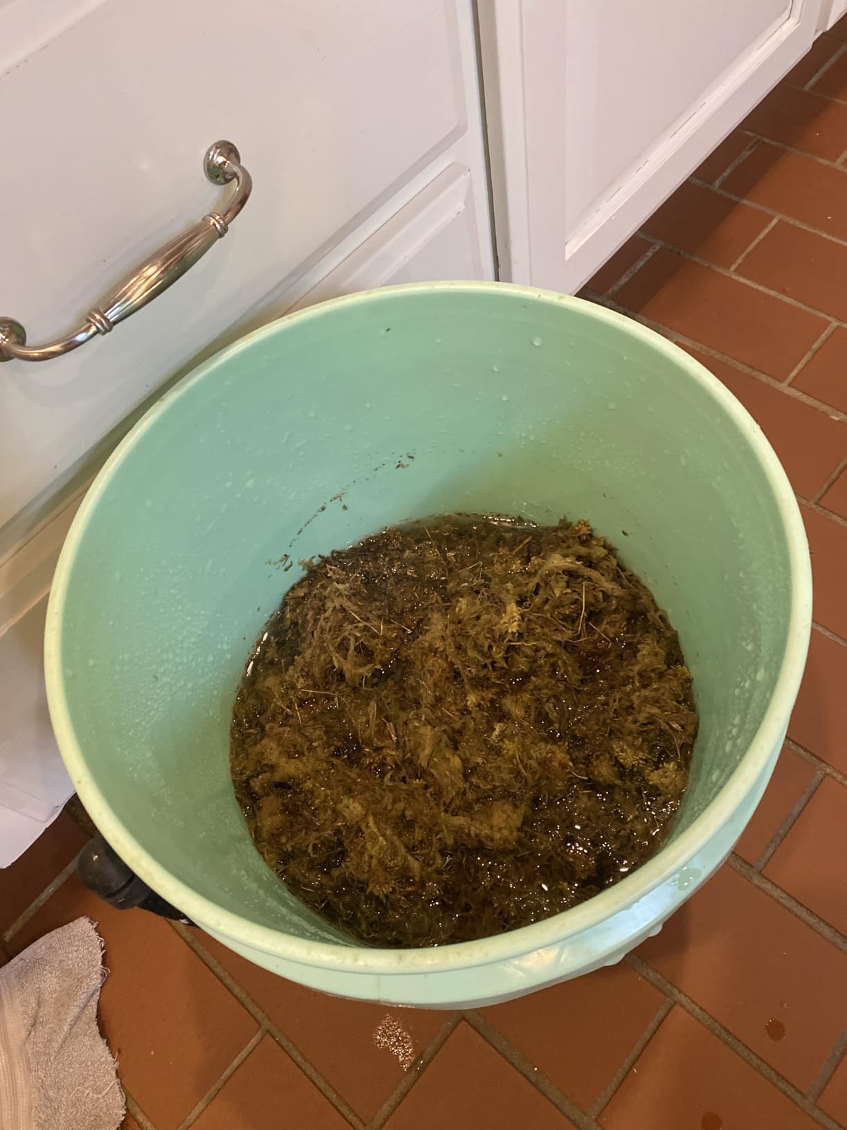 Legigo 3.5oz Premium Sphagnum Moss Potting Mix- 4 QT Natural Succulent Carnivorous Plants Moss Dried, Plant Growing Medium for Orchid Succulent Sarracenia Orchid Gardening Plants Reptiles customer photo 2