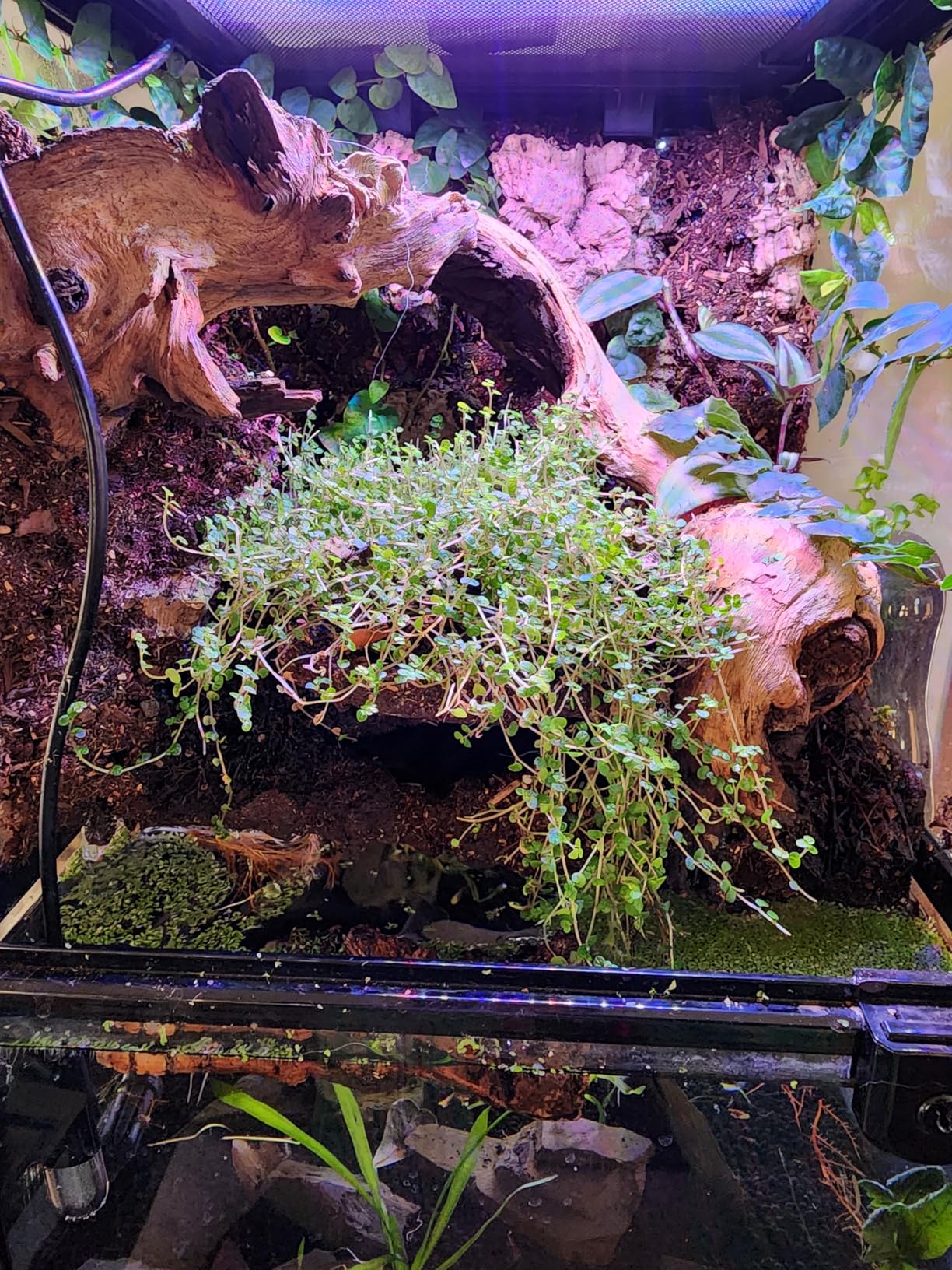 REPTI ZOO Amphibian Habitat Tank 10 Gallon, Full Vision Glass Reptile Terrarium 12
