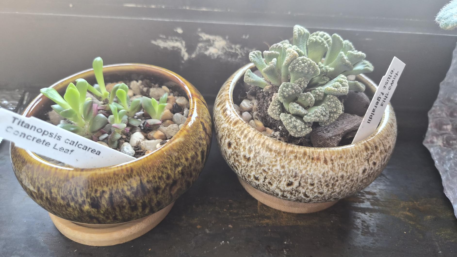 The Grow Co Succulents & Cactus Plant Food - Gentle Long Lasting Formula, Slow Release Fertilizer (Liquid Alternative) for All Potted Succulent, Cacti & Aloe Vera Plants (5 oz) customer photo 2