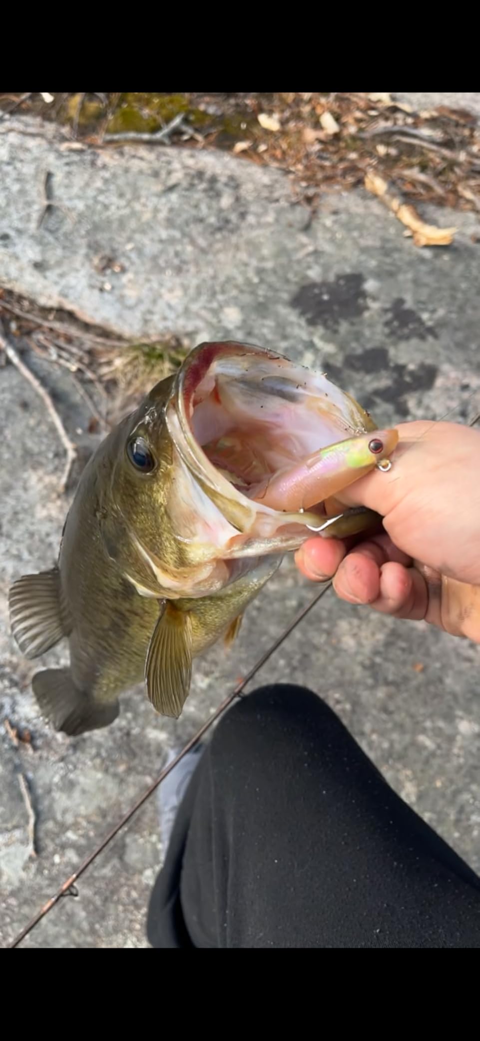 TRUSCEND Shadtale Easy Catch Soft Fishing Lures with BKK Hooks - Trembly Sinking and Vibrating Swim for More Bites, Pre-Rigged Swimbaits for Bass, Trout, Crappie, Walleye, Freshwater Saltwater Fishing customer photo 2