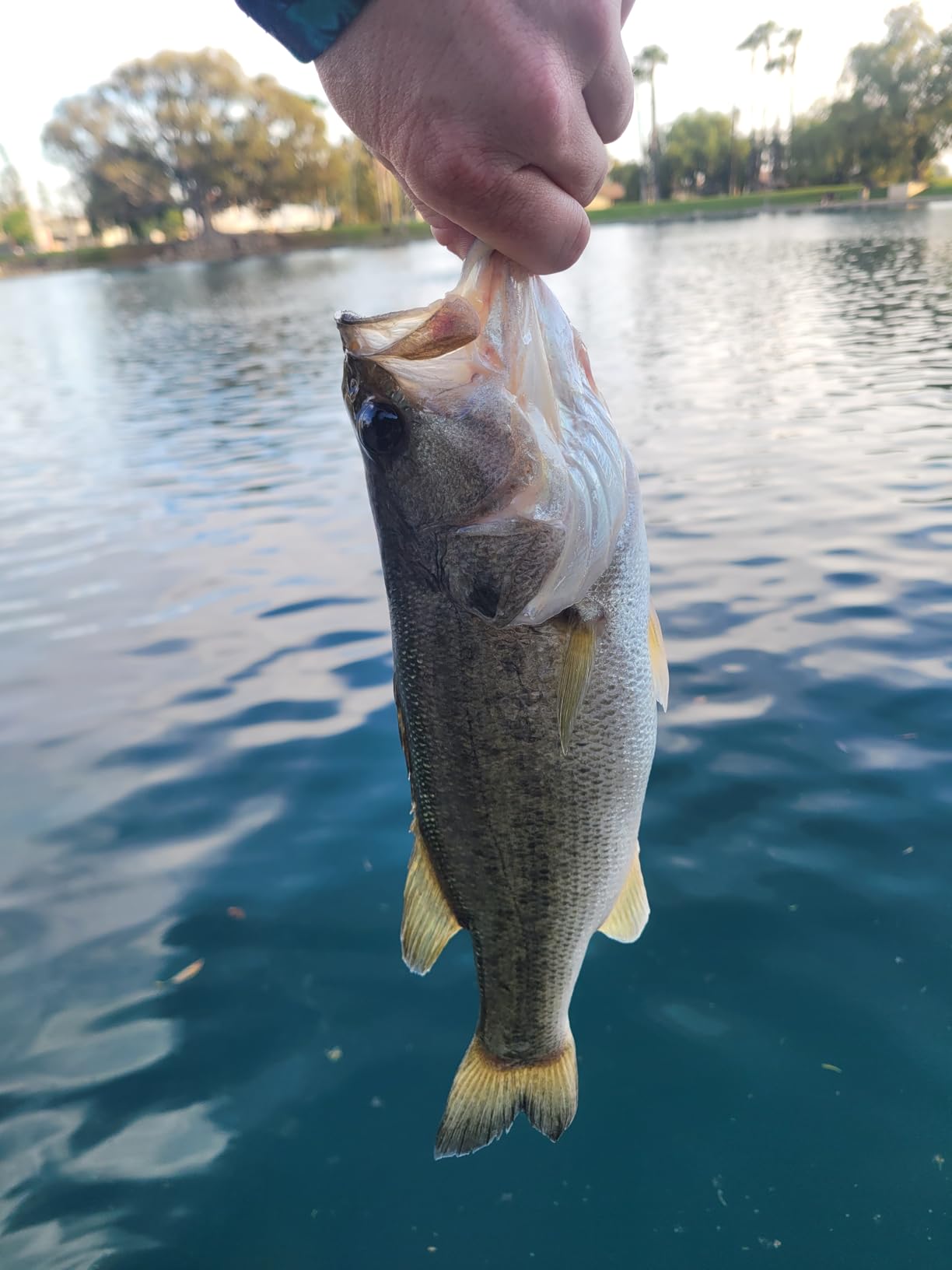 Shimano CURADO BFS Low Profile Reels (CUBFSXGR) Fishing customer photo 2