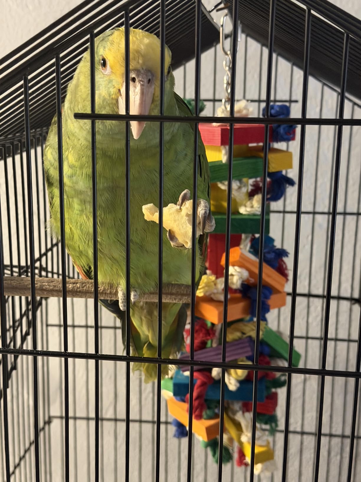 RUBY.Q Large Parrot Toy, 20in Bird Parrot Toy, Multicolored Natural Wooden Bird Chewing Toys for Large Macaws, African Grey and a Variety of Amazon Parrots customer photo 1
