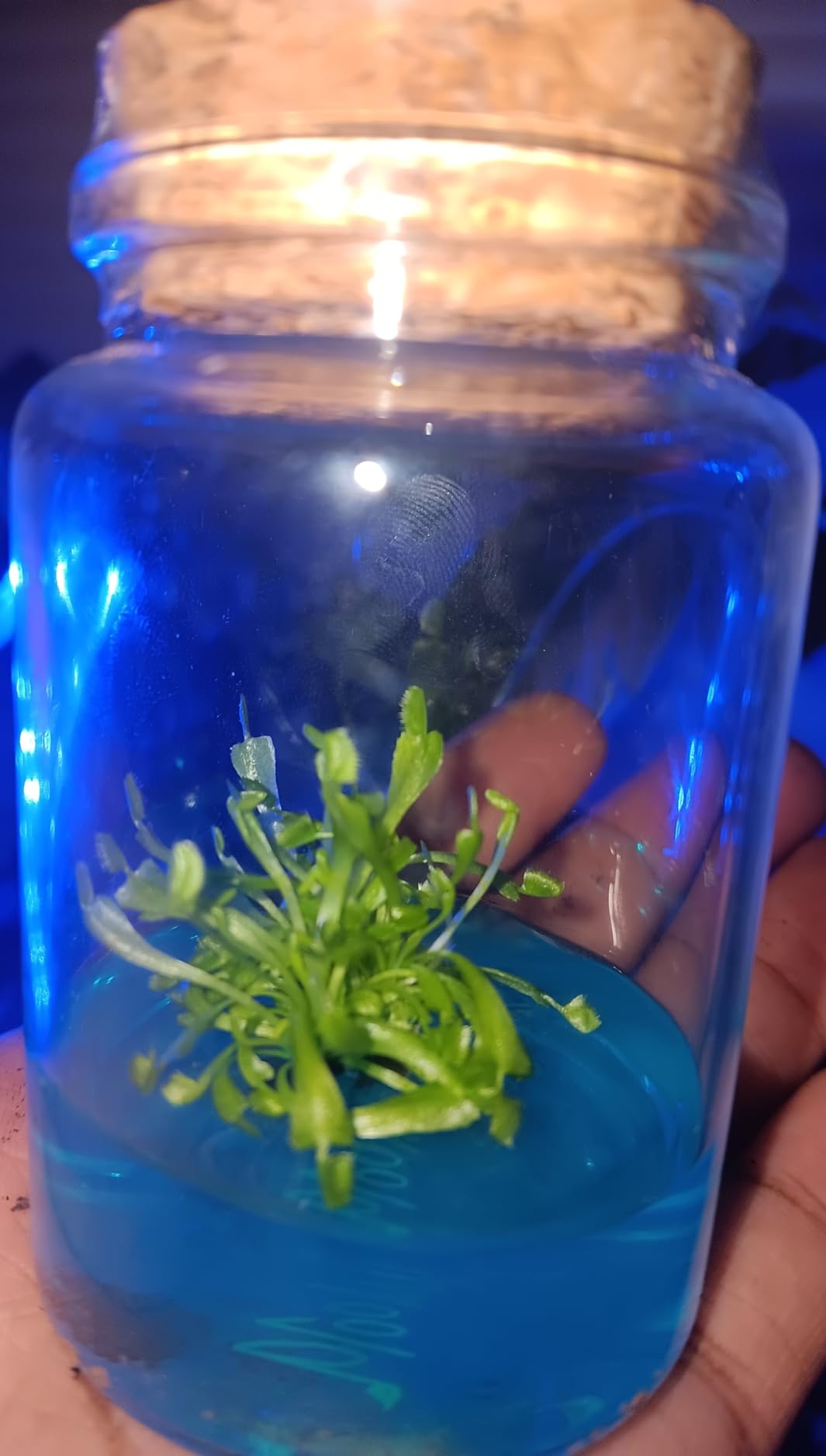 Venus Flytrap Kit, Live Venus Fly Trap Terrarium Included/DIY Beginner Friendly Starter Kit, Educational Growing Plant, Exotic Native customer photo 1