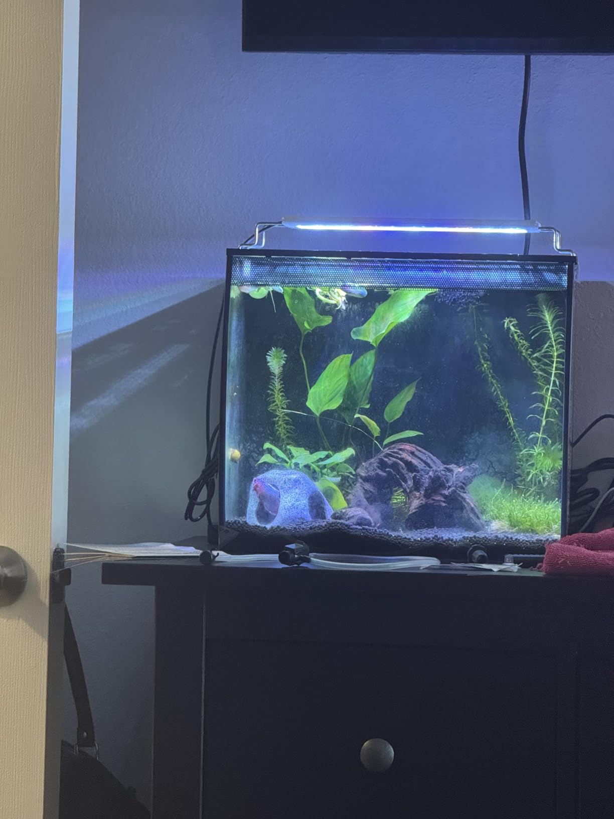 Ameliade Aquarium Decorations Cave Fish Tank Accessories Rock Decor for Shrimp Cichlid Hiding Breeding Small Fish Bowl Hide Decoration Betta Toys Hideout Stones House (Medium) customer photo 1