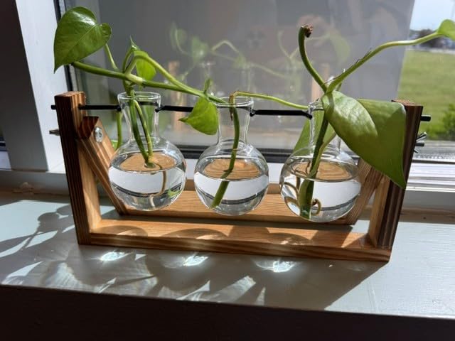 Renmxj Plant Propagation Stations with Wooden Stand & 3 Glass Bulb Vases - Plant Terrarium for Indoor Plants, Home Office Desk Decor, Gardening Gifts for Women Mom, Birthday Gifts for Plants Lovers customer photo 1