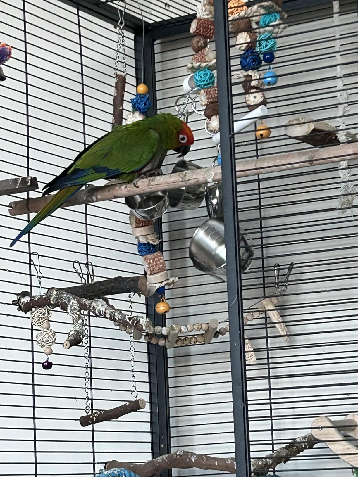 Durable Bird Parrots Pots and Bagel Toys, Pullable Stainless Steel Cup and Cardboard Ring Toys for Amazons Mini Macaws African Greys Cockatoos Eclectus customer photo 1