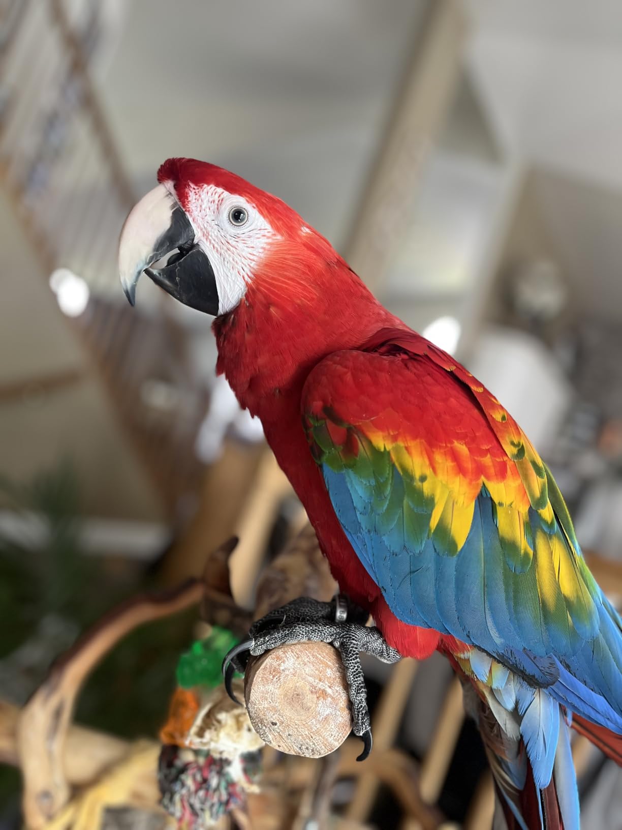 Durable Bird Parrots Pots and Bagel Toys, Pullable Stainless Steel Cup and Cardboard Ring Toys for Amazons Mini Macaws African Greys Cockatoos Eclectus customer photo 2