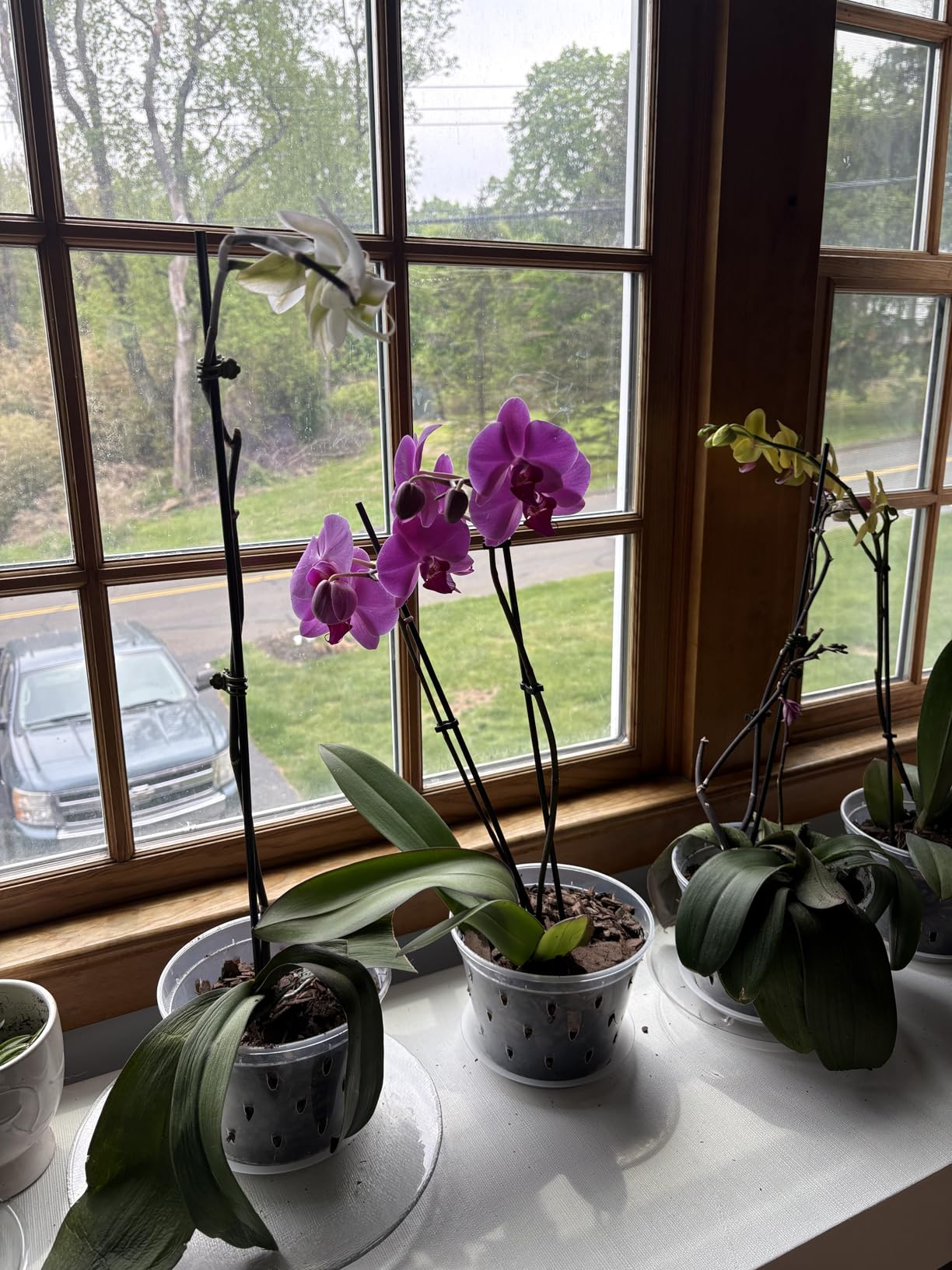 Orchid Pot, 7 Inch 8 Pack Orchid Pots with Holes and Saucers, Clear Plastic Plant Pot Indoor customer photo 1