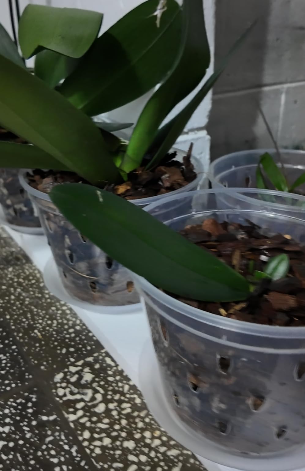 Orchid Pot, 7 Inch 8 Pack Orchid Pots with Holes and Saucers, Clear Plastic Plant Pot Indoor customer photo 2