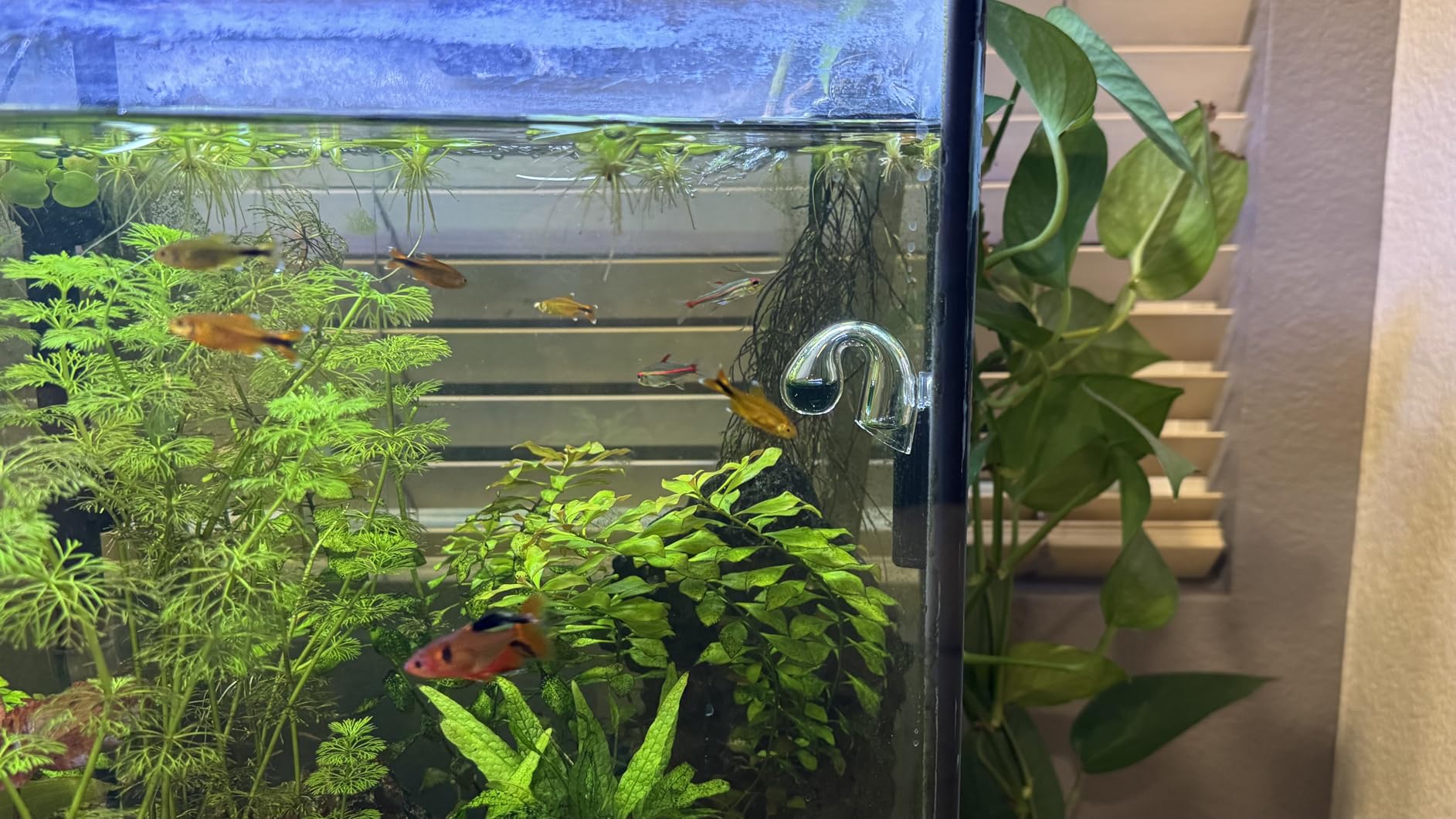 Glass Nano CO2 Drop Checker with Solution for Planted Aquarium System - CO2 Concentration Monitor Set (Nano Drop Checker with Solution) customer photo 2