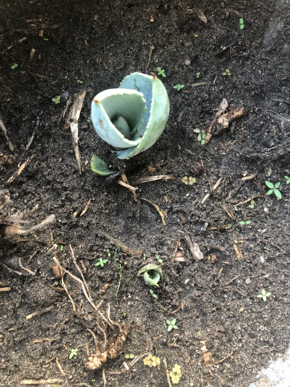 Harris Premium Succulent and Cactus Potting Soil Mix, Fast Draining with Added Nutrients, 4 Quarts customer photo 1