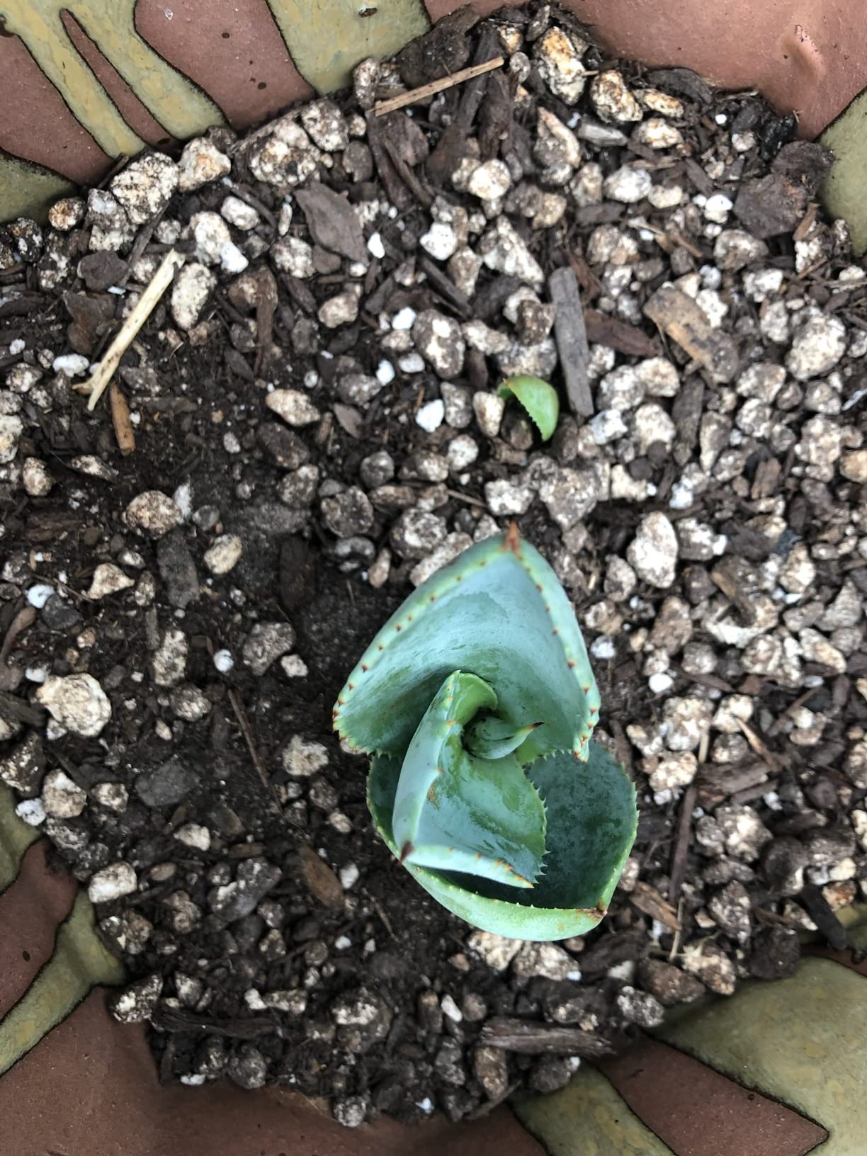 Harris Premium Succulent and Cactus Potting Soil Mix, Fast Draining with Added Nutrients, 4 Quarts customer photo 2