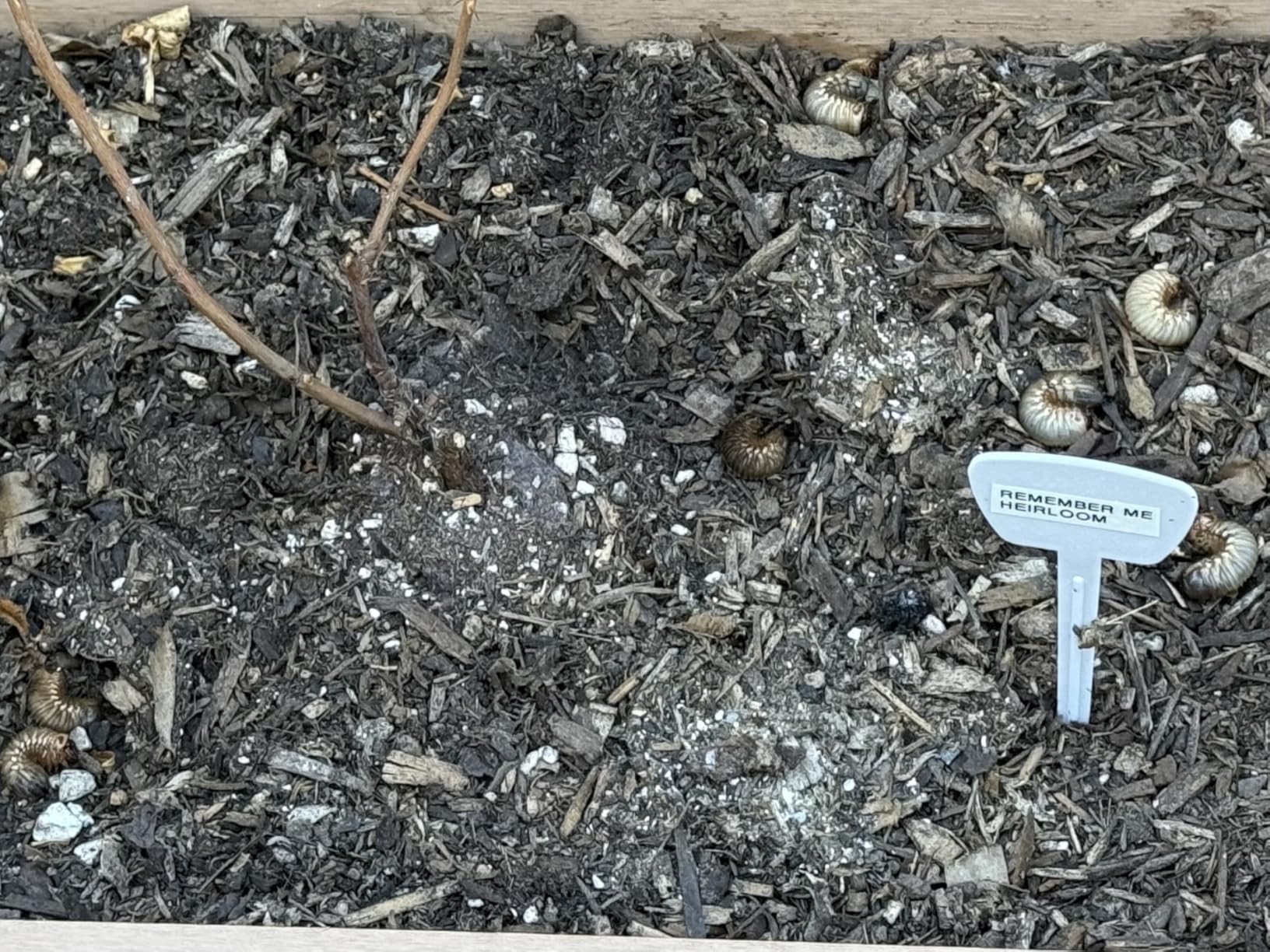 BioAdvanced Season Long Grub Control Granules - Kills Grubs, Mole Crickets, Cinch Bugs, and More - Creates Protective Zone - 10 lb Bag customer photo 1