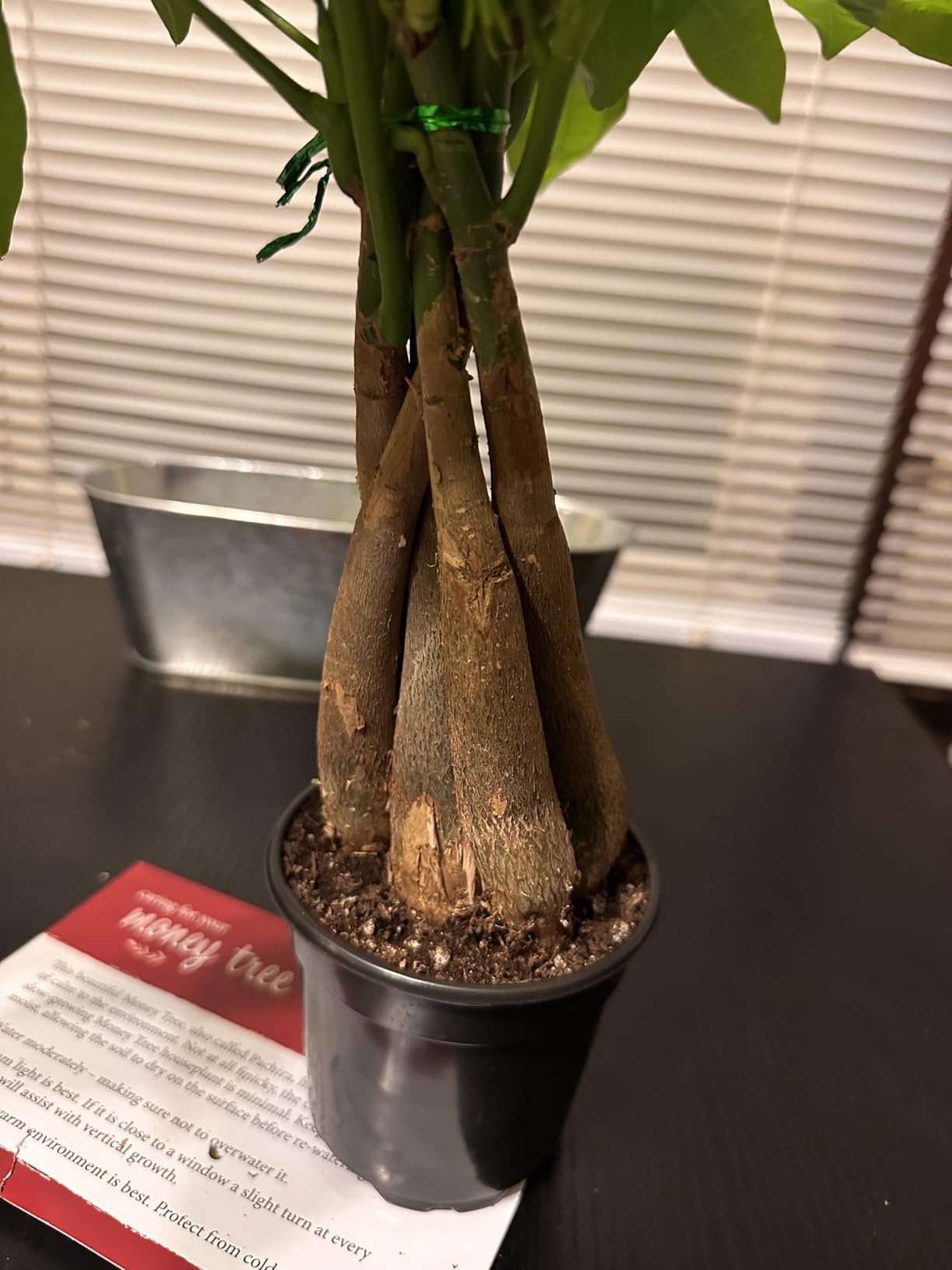 Arcadia Garden Products LV62 Ginseng Ficus Live Indoor Bonsai Plant in 6 in. Plastic Grower Pot, 6 Inch, Green customer photo 1