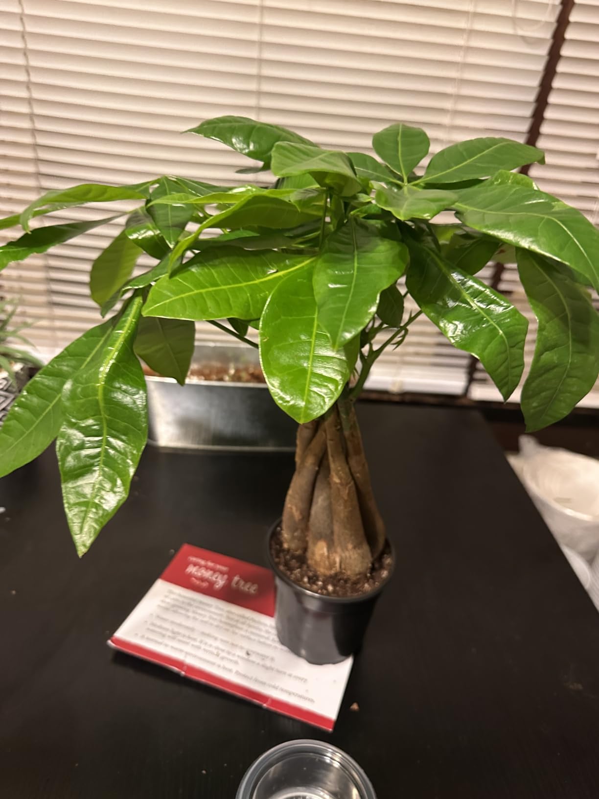 Arcadia Garden Products LV62 Ginseng Ficus Live Indoor Bonsai Plant in 6 in. Plastic Grower Pot, 6 Inch, Green customer photo 2