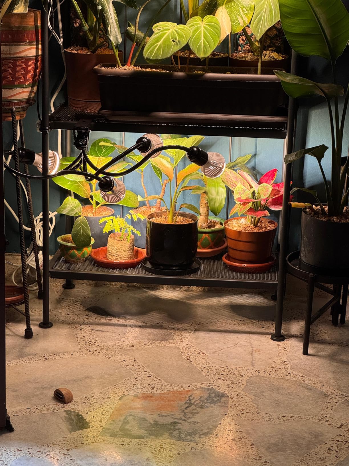 SANSI LED Grow Lights for Indoor Plants, 300W Full Spectrum Gooseneck Clamp Grow Lamp, 20W Power Plant Light with High PPFD for Seeding, Lifetime Free Bulb Replacement Plant Lights for Indoor, 2 Head customer photo 1