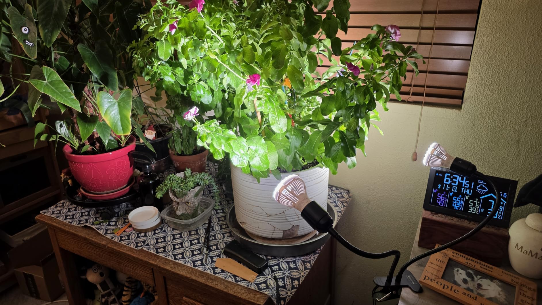 SANSI LED Grow Lights for Indoor Plants, 300W Full Spectrum Gooseneck Clamp Grow Lamp, 20W Power Plant Light with High PPFD for Seeding, Lifetime Free Bulb Replacement Plant Lights for Indoor, 2 Head customer photo 2